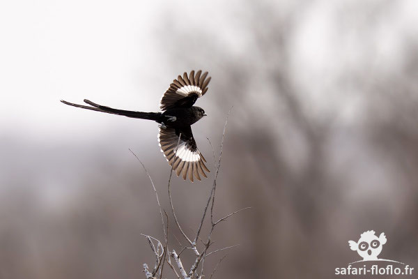 Corvinelle noir & blanc
