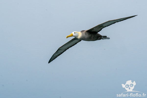 Albatros des Galàpagos