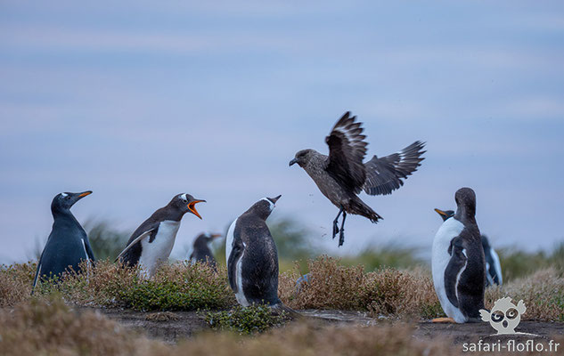 Labbe Antarctique harcelant les manchots papou