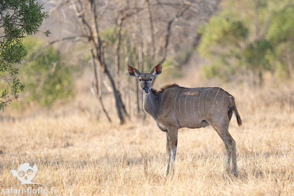 Grand Koudou Femelle