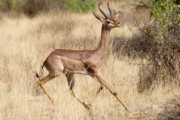 Samburu - Gerenuk ou Gazelle Girafe