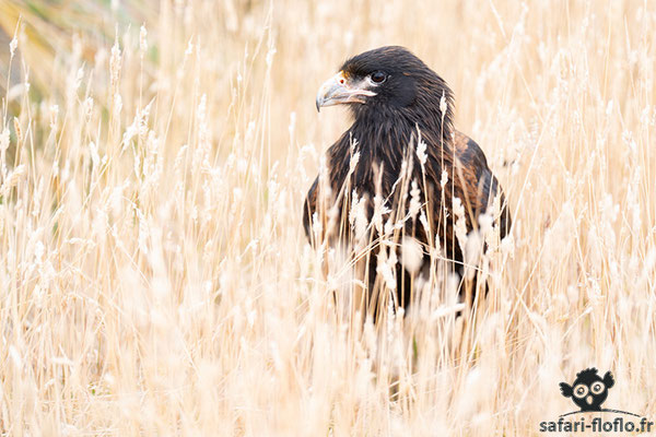 Caracara Austral