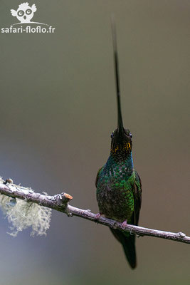 Colibri Porte-Epée - Sword-billed Hummingbird