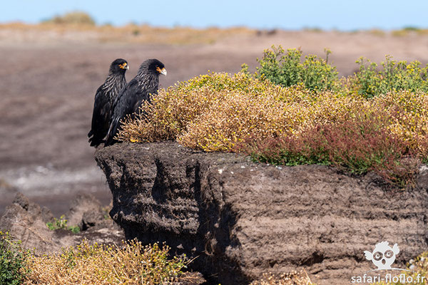 Caracara Austral