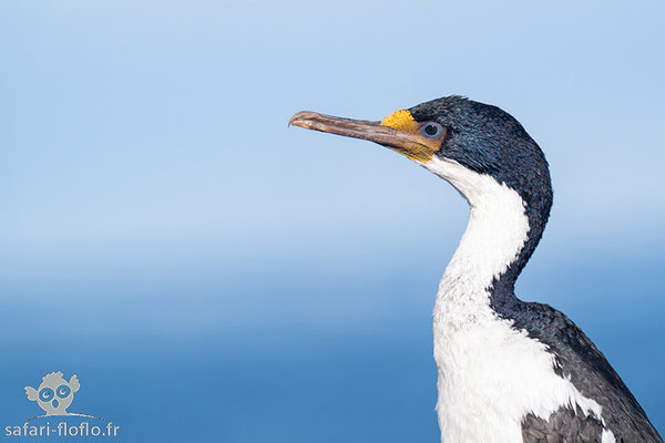 Cormoran Impérial