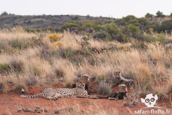 Guépards