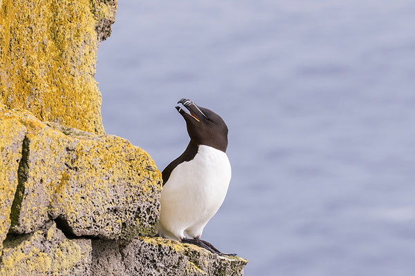 Pingouin Torda