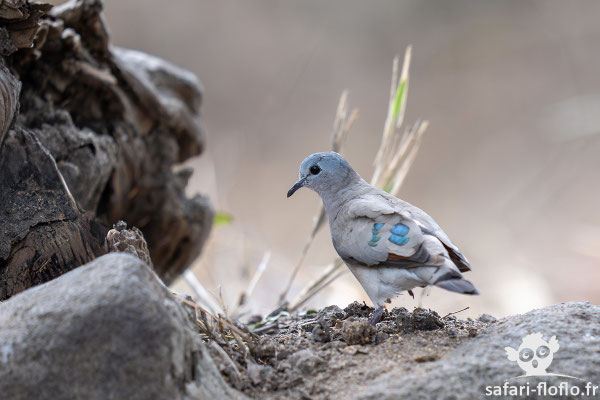 Tourtelette Emeraudine
