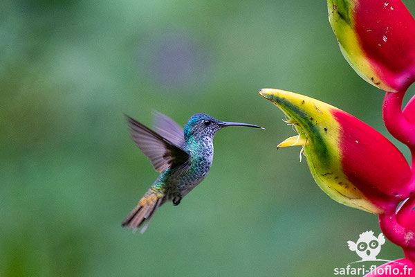 Colibri grivelé - Many-spotted Hummingbird