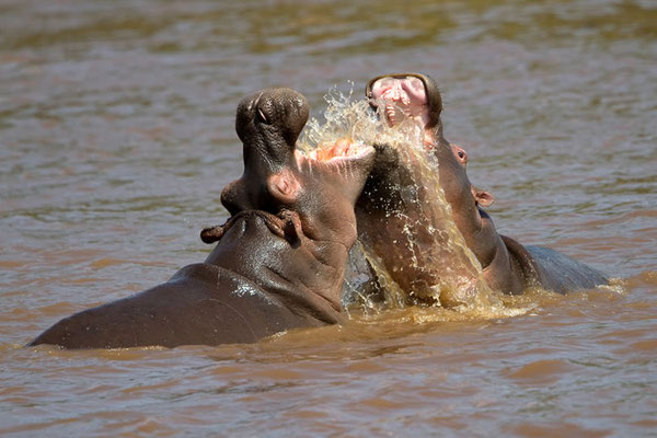 Maasai Mara - combat amical d'hippopotames