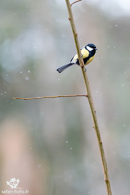 Mésange Charbonnière