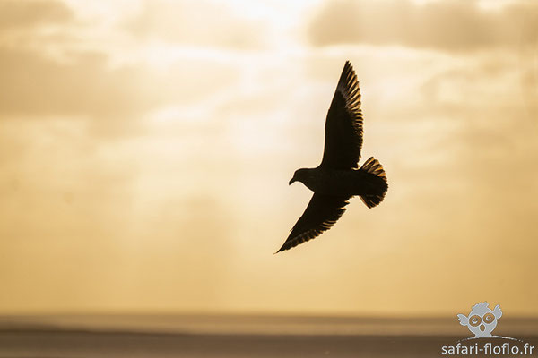 Labbe Antarctique