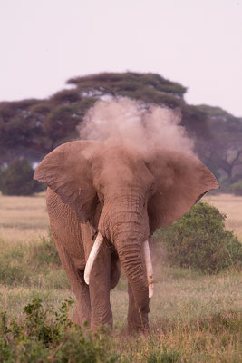 Amboseli: Elephant