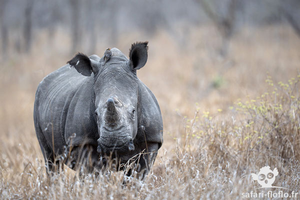 Rhinocéros Blanc
