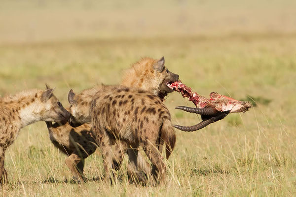 Maasai Mara: Hyènes Tachetées