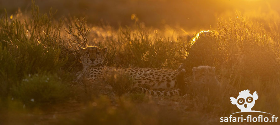 Guépards