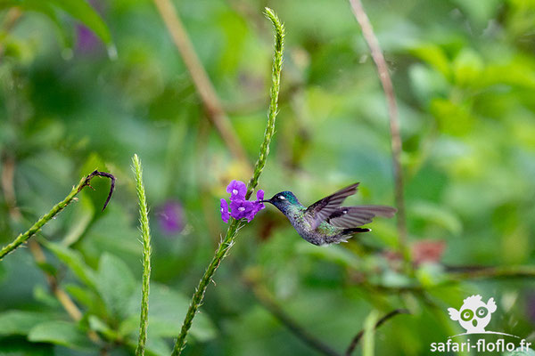 Colibri à tête violette - Violet-headed Hummingbird