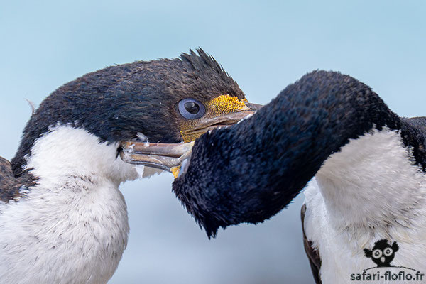Cormoran Impérial