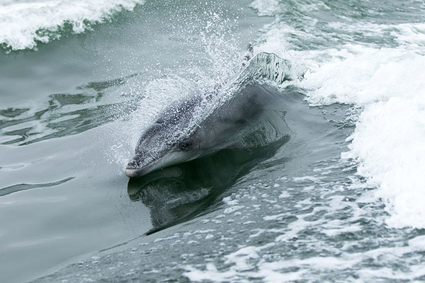 Swakopmund - Tursiops (Bottlenose dolphin) jouant derrière le bateau