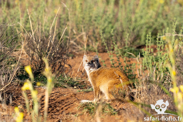 Mangouste Jaune