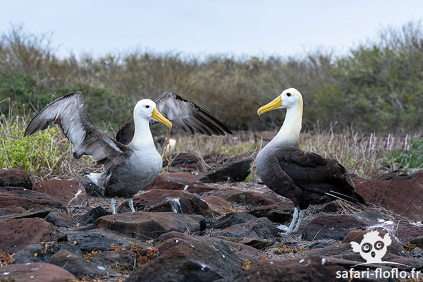 Albatros des Galàpagos (Parade nuptiale)