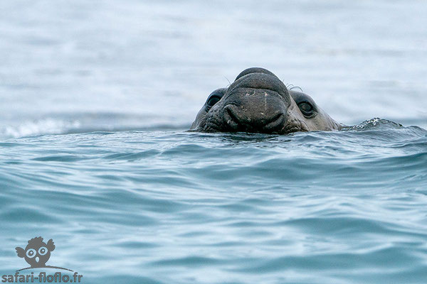 Elephant de Mer