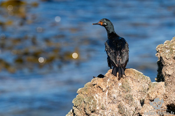 Cormoran de Magellan