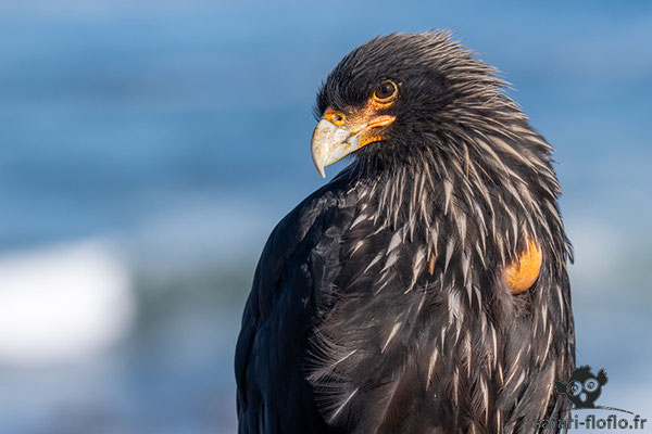 Caracara Austral