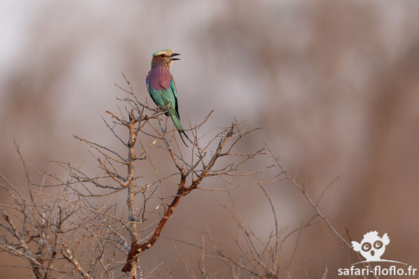 Rollier à Longs Brins