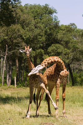 Maasai Mara: Girafes Masai