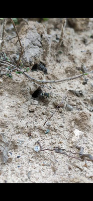 Eine erdnistende Wildbiene