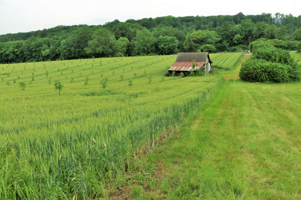 Besuch Auf Dem Selbstpfluckhof Der Familie Furst In Dachsen