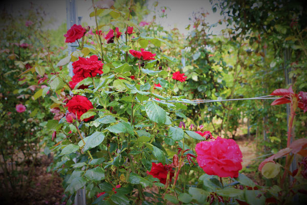 Besuch Auf Dem Selbstpfluckhof Der Familie Furst In Dachsen