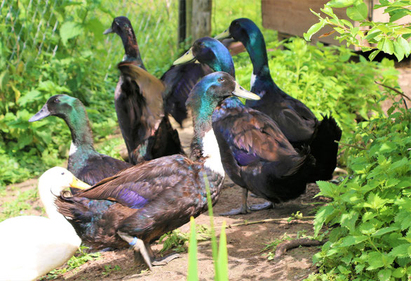 Stadt Ketzin Havel Mit Den Ortsteilen Etzin Falkenrehde Tremmen