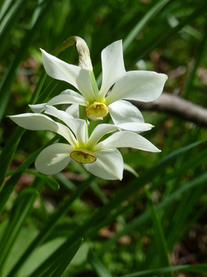 Dichternarzisse