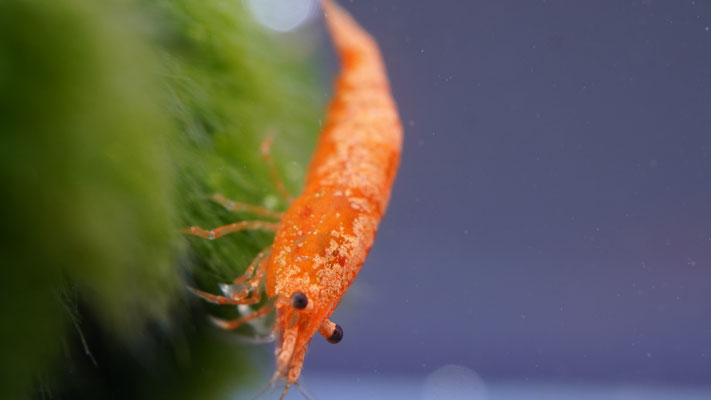 Orange Sakura Zwerggarnele