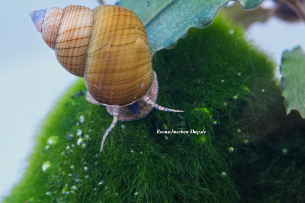 Filopaludina
