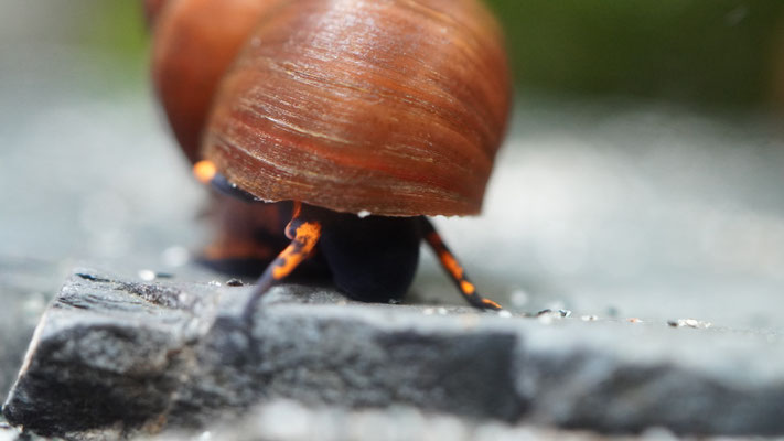 Blue Berry Snail