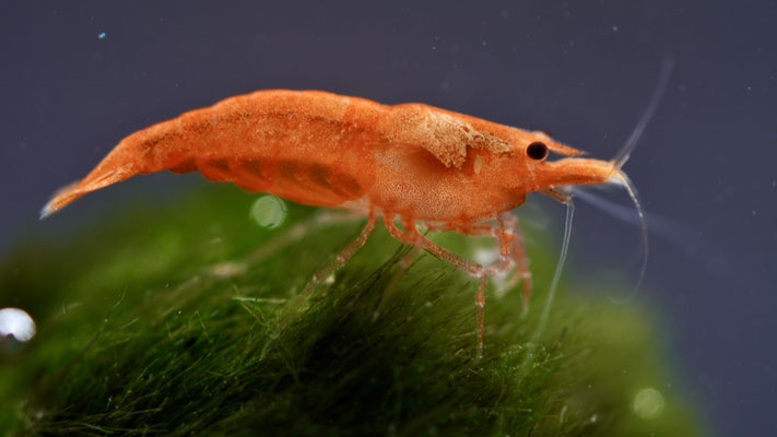 Orange Sakura Zwerggarnele