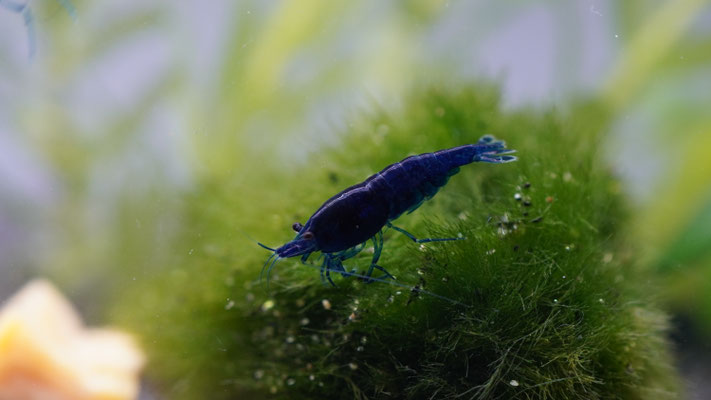 Blue Dream Zwerggarnele