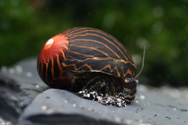 Zebra Rennschnecke