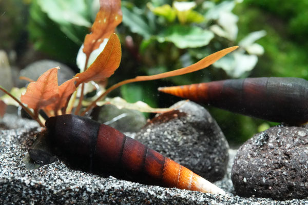 Cappuccino Schnecke
