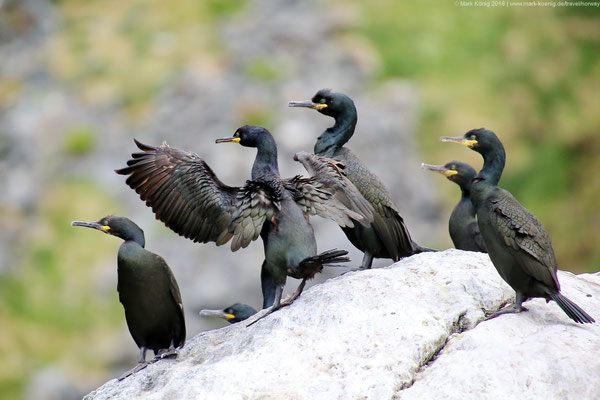 European shags. "You will get so close that you can see the colour of their eyes." says Johan