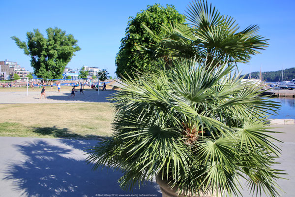 Palm tree at Bystranda in Kristiansand with volleyball players in the background