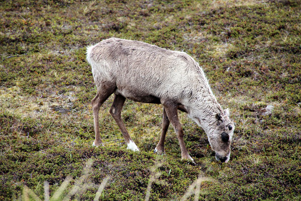 A reindeer close to the road