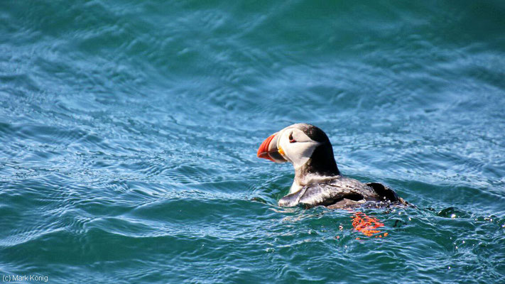 Ein Papageientaucher schwimmt im Meer nahe Bleik am nördlichen Ende der Vesterålen