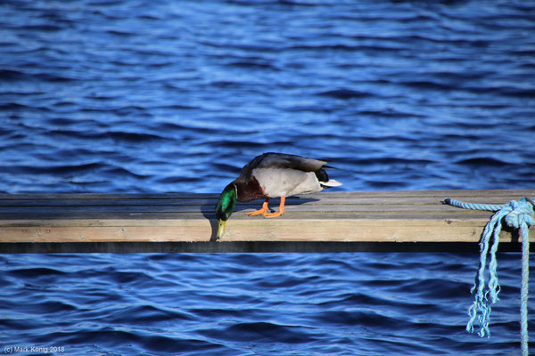 Curious duck at one of the harbours at Kristiansand looking down from a wooden gangplank