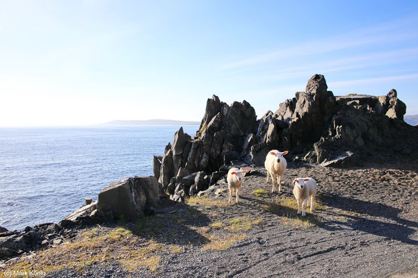 Drei Schafe an der Küstenstraße Fv341  (Landschaftsroute Varanger)