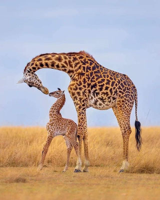 Eine Giraffenmutter mit ihrem Jungtier