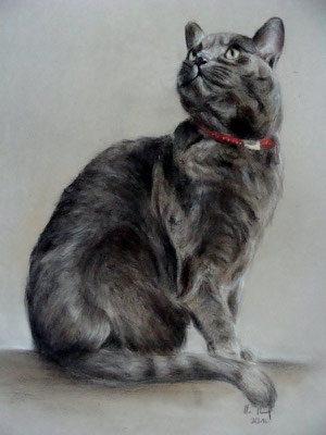 Katzenportrait, Pastellkreide